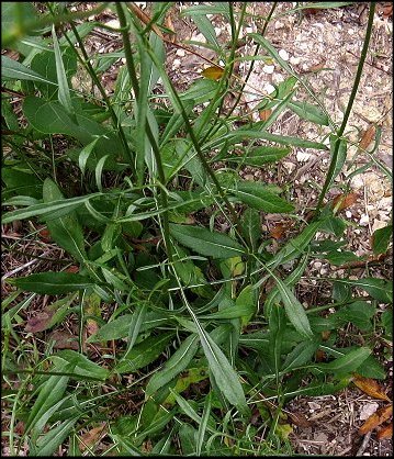 Cephalaria leucantha 3