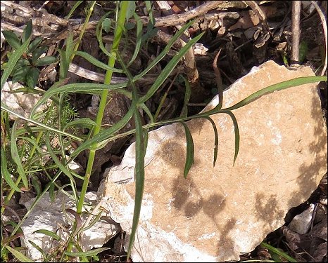 Cephalaria leucantha 5
