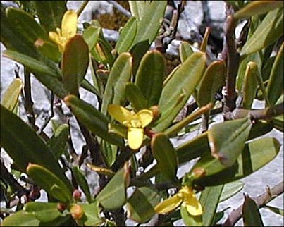 Cneorum tricoccon 5