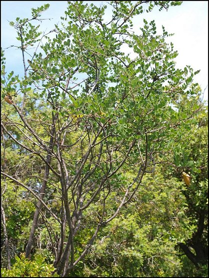 Colutea arborescens 1