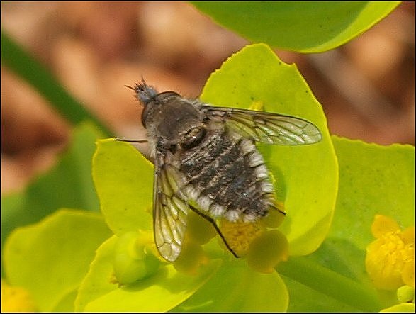 Conophorus virescens 1