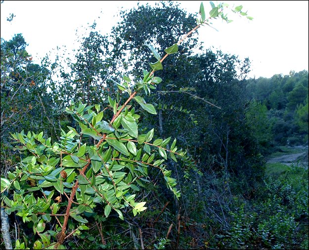 Coriaria myrtifolia 1