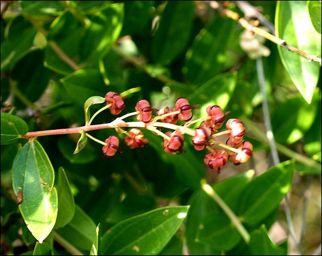 Coriaria myrtifolia 11
