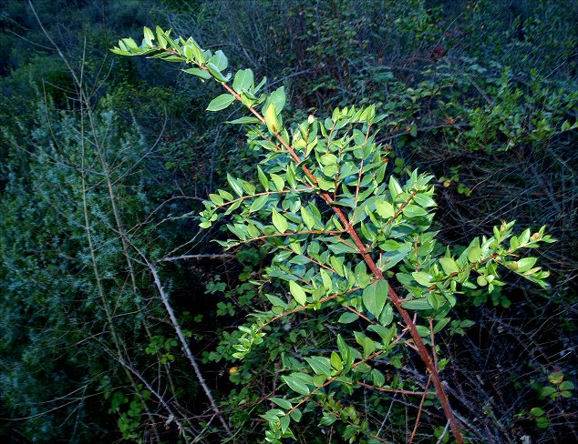 Coriaria myrtifolia 2