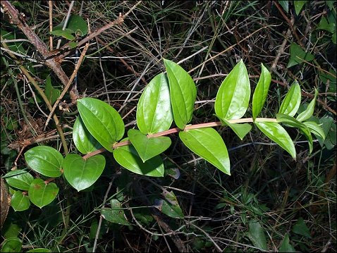 Coriaria myrtifolia 4