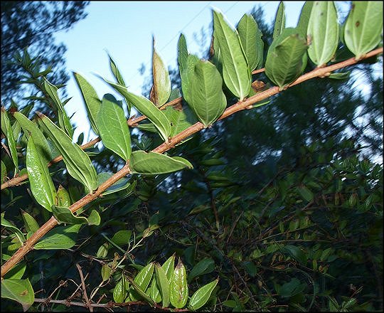 Coriaria myrtifolia 6
