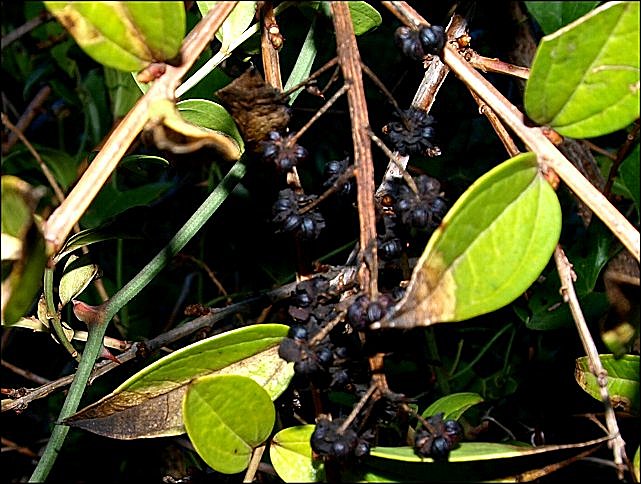 Coriaria myrtifolia 9