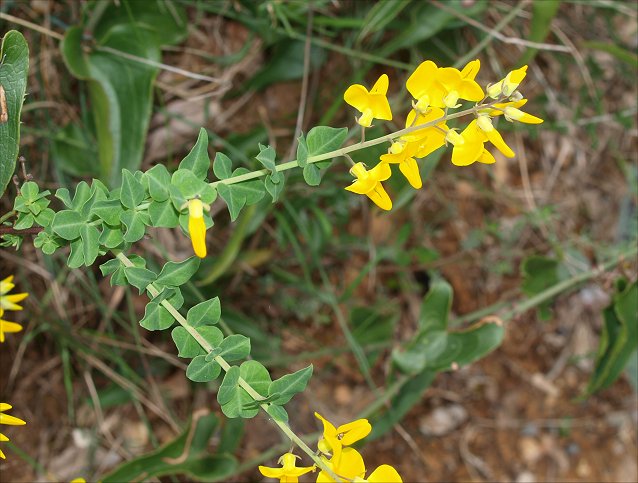 Cytisophyllum sessilifolium 4