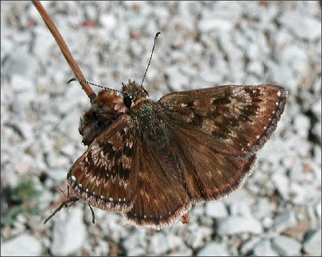 Erynnis tages 3