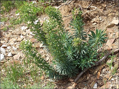 Euphorbia characias 11