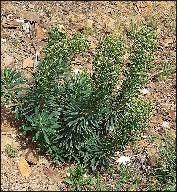 Euphorbia characias 12