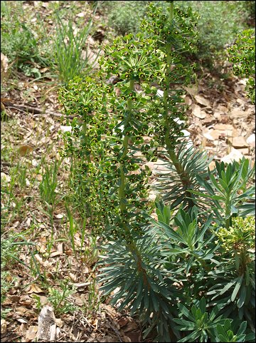 Euphorbia characias 13
