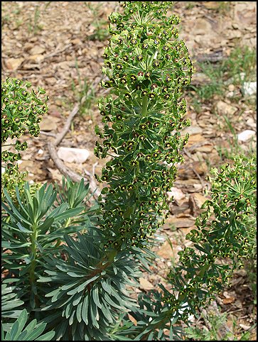 Euphorbia characias 14