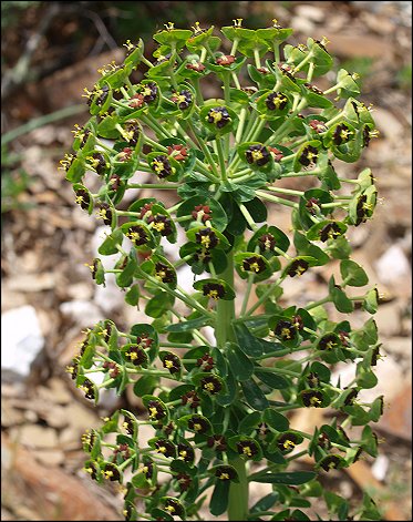 Euphorbia characias 15