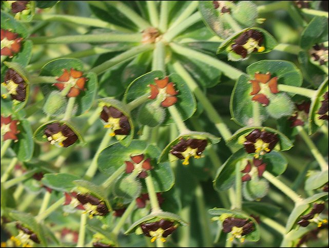 Euphorbia characias 17