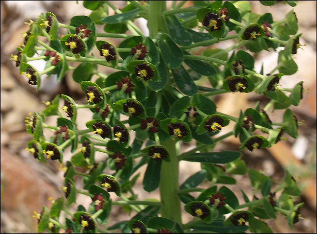 Euphorbia characias 18