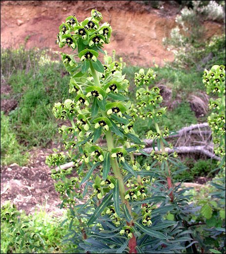 Euphorbia characias 19