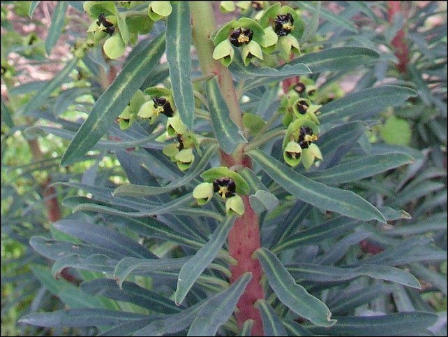Euphorbia characias20