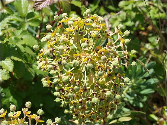 Euphorbia characias 22