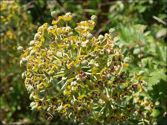 Euphorbia characias 23