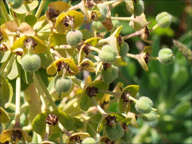 Euphorbia characias 24