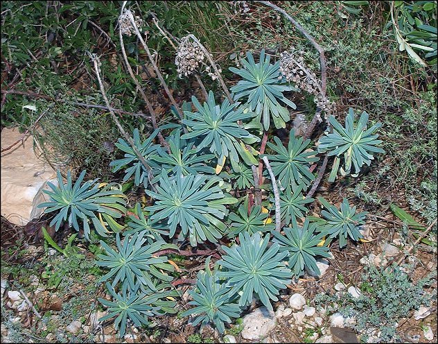 Euphorbia characias 3