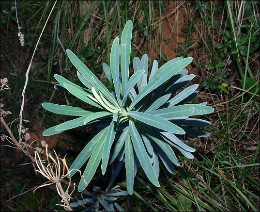 Euphorbia characias 5