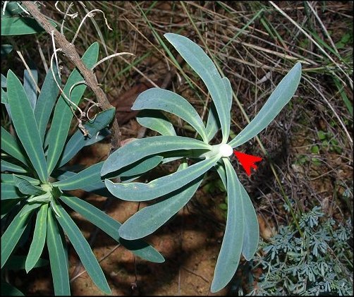 Euphorbia characias 6