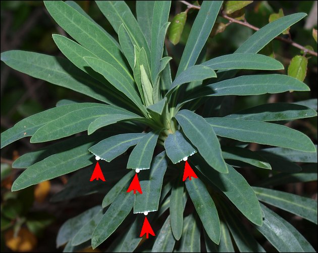 Euphorbia characias 8