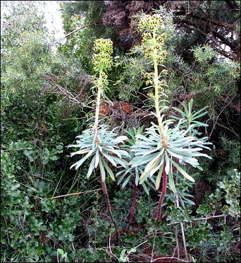 Euphorbia characias 9