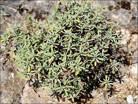 Hormatophylla macrocarpa 1
