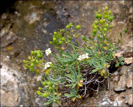 Hormatophylla  macrocarpa 10