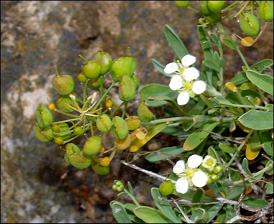 Hormatophylla macrocarpa 11