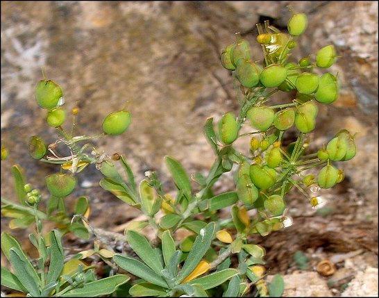 Hormatophylla macrocarpa 12