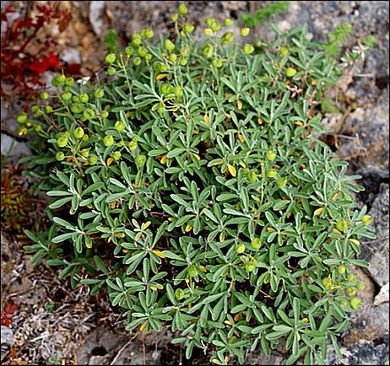 Hormatophylla macrocarpa 14
