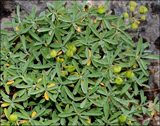 Hormatophylla macrocarpa 15