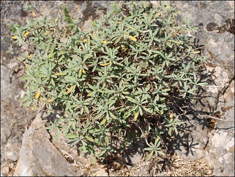Hormatophylla macrocarpa 2