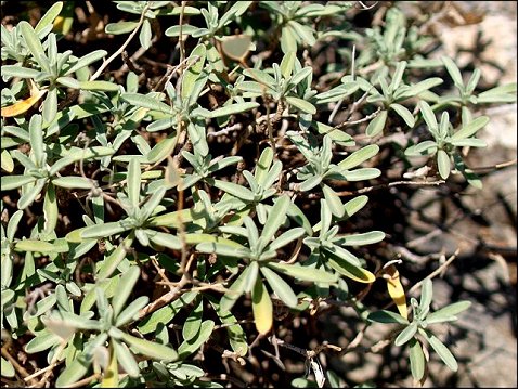Hormatophylla macrocarpa 4
