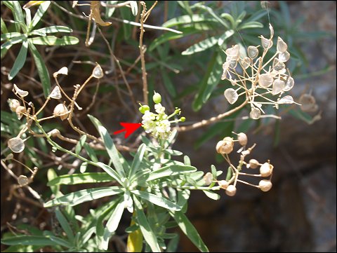 Hormatophylla macrocarpa 5