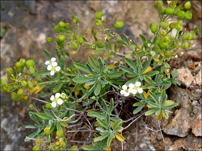 Hormatophylla macrocarpa 9