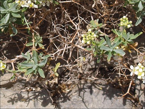 Hormatophylla spinosa 10