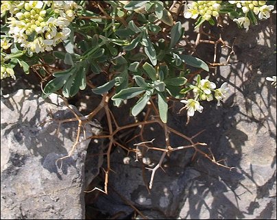 Hormatophylla spinosa 11