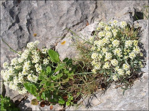 Hormatophylla spinosa 5