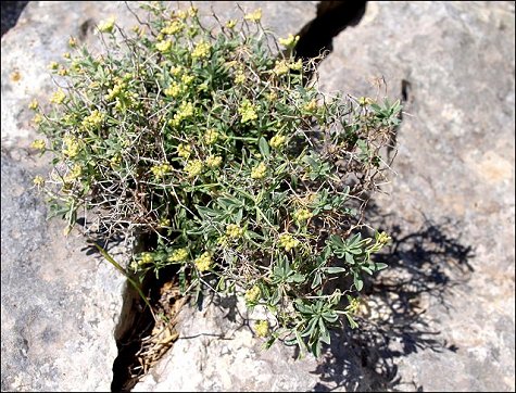 Hormatophylla spinosa 6
