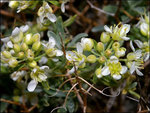 Hormatophylla spinosa 9