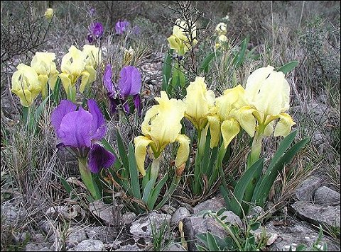 Iris chamlaeiris 1