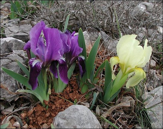 Iris chamaeiris 2