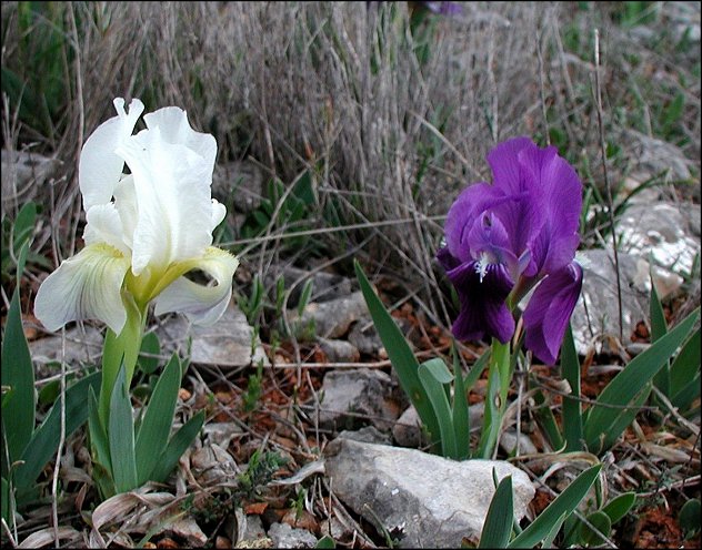 Iris chamaeiris 3