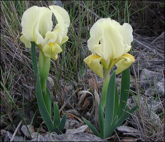Iris chamaeiris 4