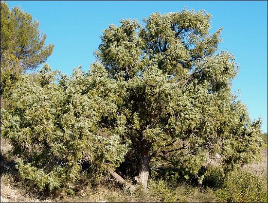 Juniperus oxycedrus 1